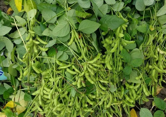 大豆能防止脂禿嗎？